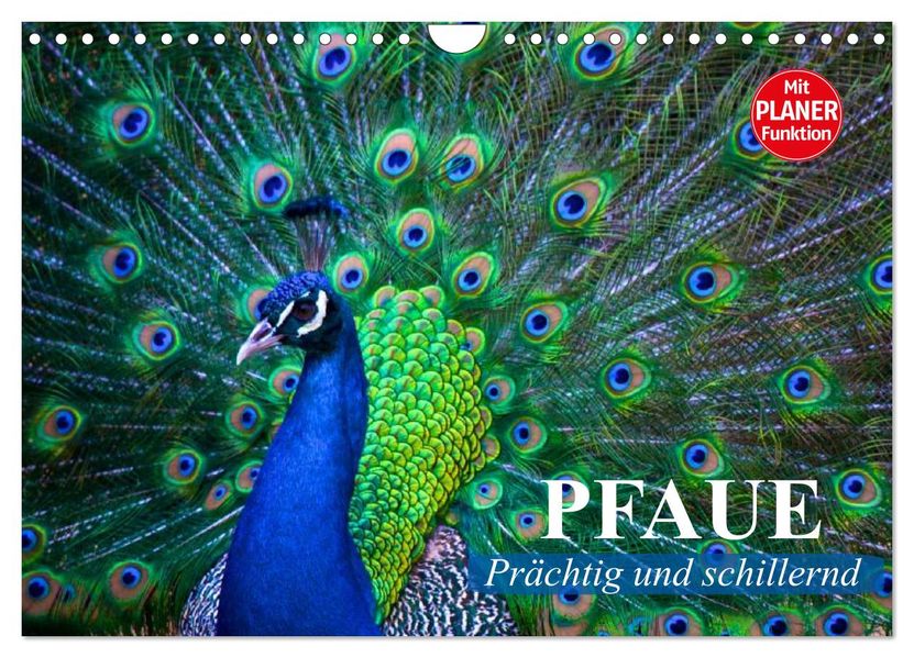 Pfaue. Prächtig und schillernd (Wandkalender 2027 DIN A4 quer) CALVENDO Monatskalender