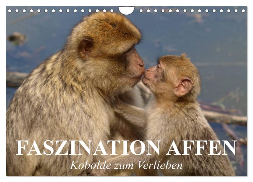 Faszination Affen. Kobolde zum Verlieben (Wandkalender 2027 DIN A4 quer) CALVENDO Monatskalender