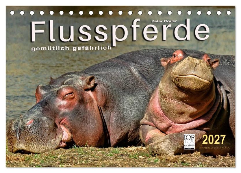 Flusspferde - gemütlich gefährlich (Tischkalender 2027 DIN A5 quer) CALVENDO Monatskalender
