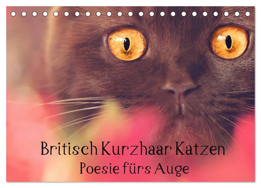 Britisch Kurzhaar Katzen - Poesie fürs Auge (Tischkalender 2027 DIN A5 quer) CALVENDO Monatskalender