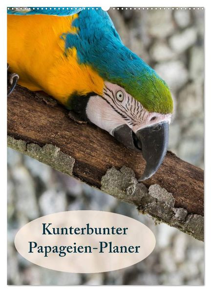 Kunterbunter Papageien-Planer (Wandkalender 2027 DIN A2 hoch) CALVENDO Monatskalender