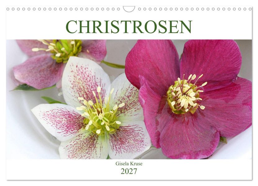 Christrosen (Wandkalender 2027 DIN A3 quer) CALVENDO Monatskalender