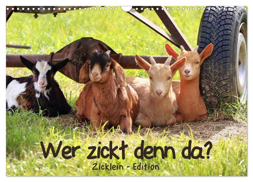 Wer zickt denn da? - Zicklein-Edition (Wandkalender 2027 DIN A3 quer) CALVENDO Monatskalender