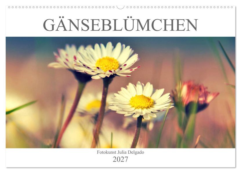Gänseblümchen Poesie (Wandkalender 2027 DIN A2 quer) CALVENDO Monatskalender