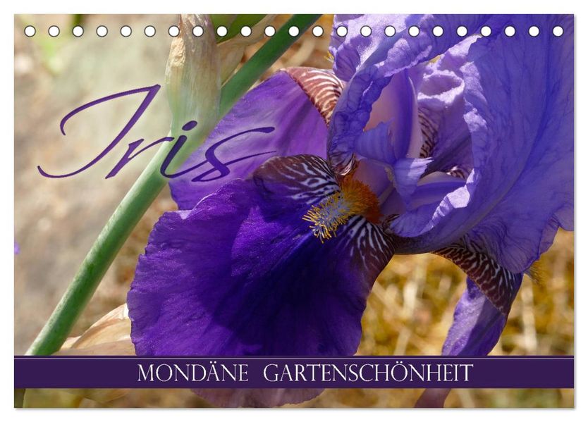 Iris - mondäne Gartenschönheit (Tischkalender 2027 DIN A5 quer) CALVENDO Monatskalender