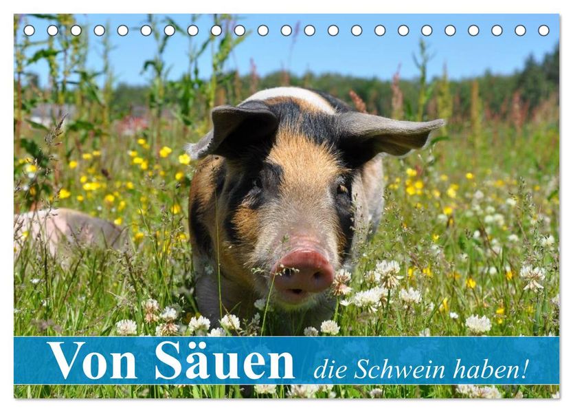 Von Säuen die Schwein haben! (Tischkalender 2027 DIN A5 quer) CALVENDO Monatskalender