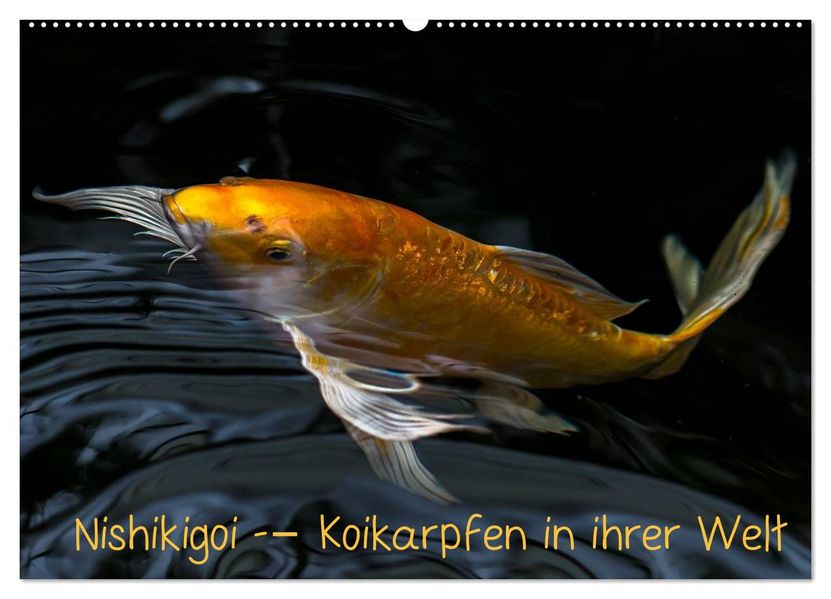 Nishikigoi - Koikarpfen in ihrer Welt (Wandkalender 2027 DIN A2 quer) CALVENDO Monatskalender