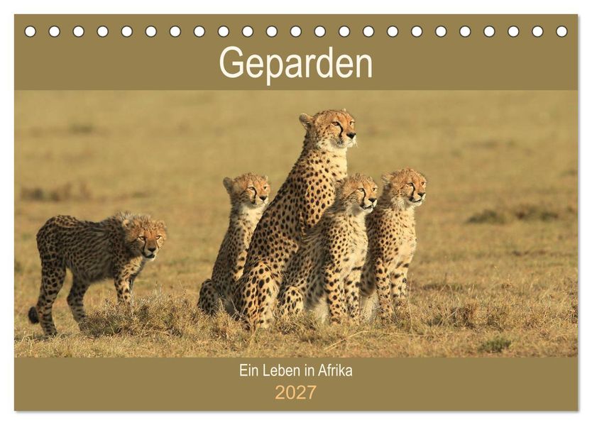 Geparden - Ein Leben in Afrika (Tischkalender 2027 DIN A5 quer) CALVENDO Monatskalender