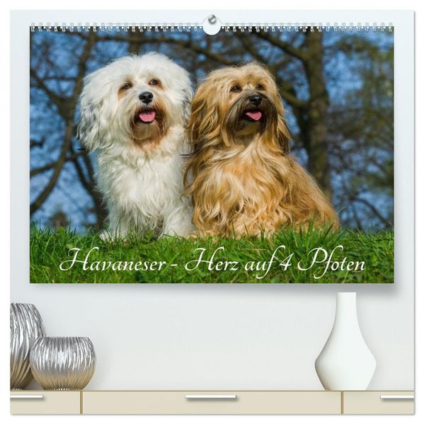 Havaneser - Herz auf 4 Pfoten (hochwertiger Premium Wandkalender 2027 DIN A2 quer) Kunstdruck in Hochglanz