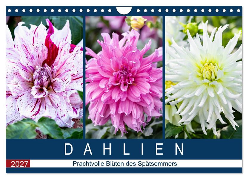 Dahlien - Prachtvolle Blüten des Spätsommers (Wandkalender 2027 DIN A4 quer) CALVENDO Monatskalender