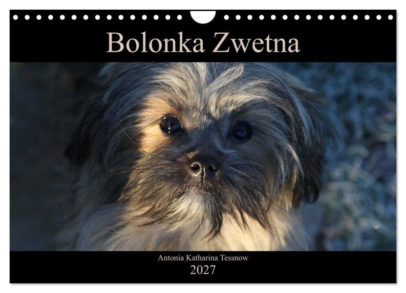 Bolonka Zwetna 2027 (Wandkalender 2027 DIN A4 quer) CALVENDO Monatskalender