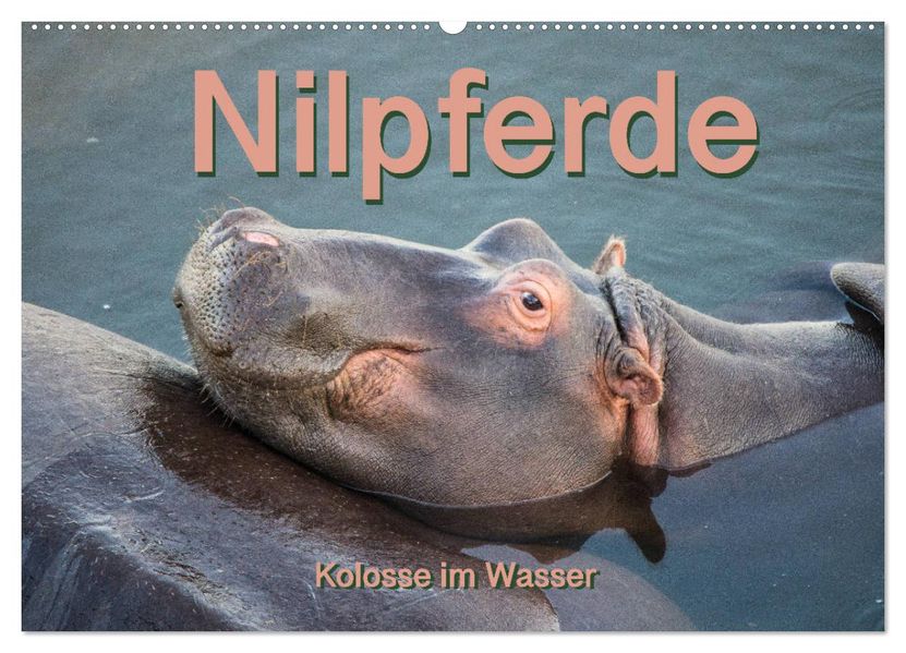 Nilpferde Kolosse im Wasser (Wandkalender 2027 DIN A2 quer) CALVENDO Monatskalender