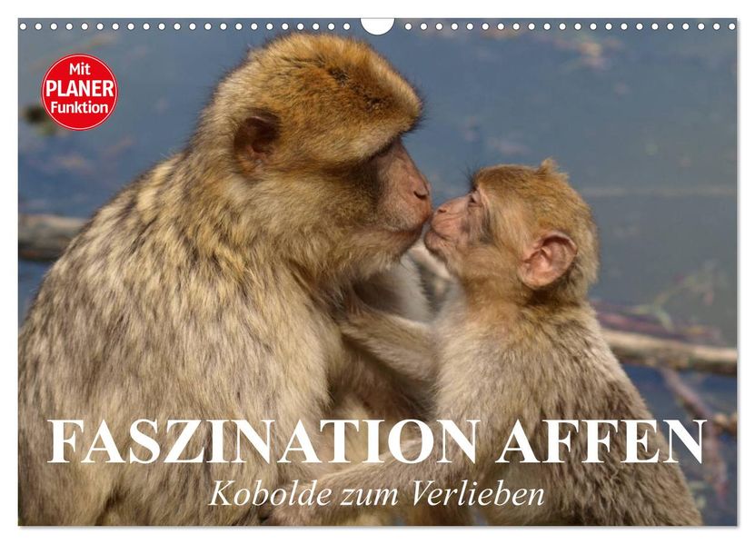 Faszination Affen. Kobolde zum Verlieben (Wandkalender 2027 DIN A3 quer) CALVENDO Monatskalender