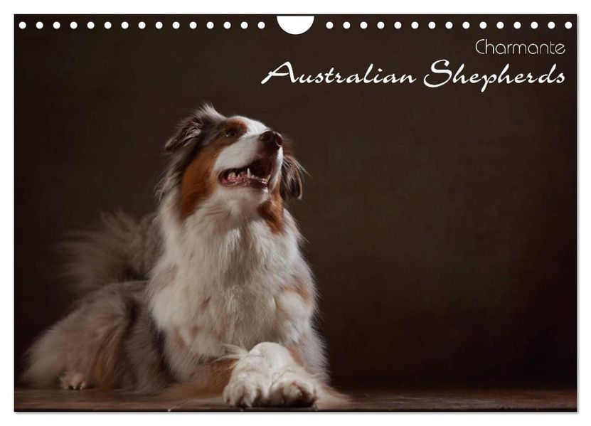 Charmante Australian Shepherds (Wandkalender 2027 DIN A4 quer) CALVENDO Monatskalender