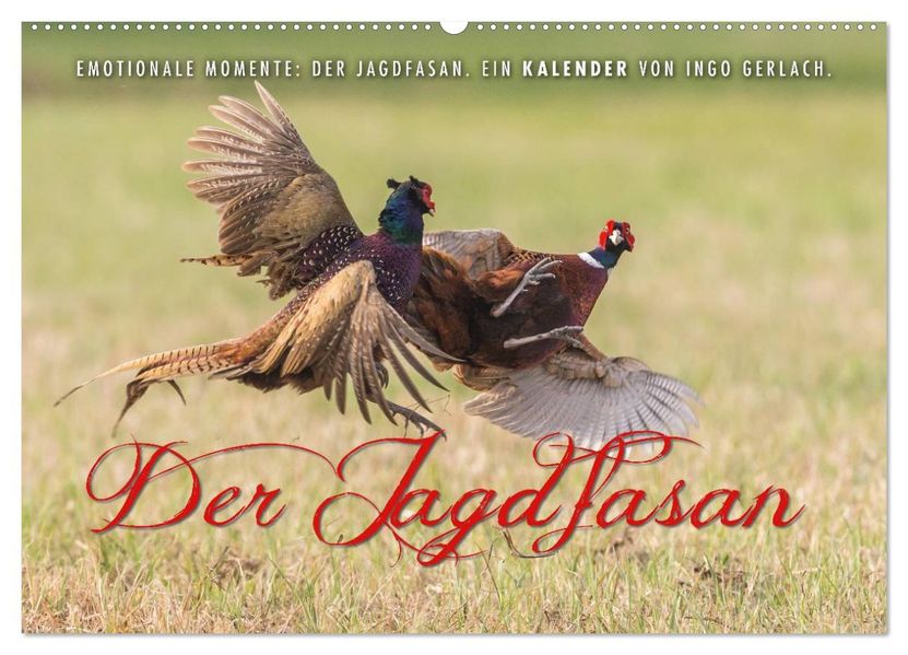 Emotionale Momente: Der Jagdfasan. (Wandkalender 2027 DIN A2 quer) CALVENDO Monatskalender