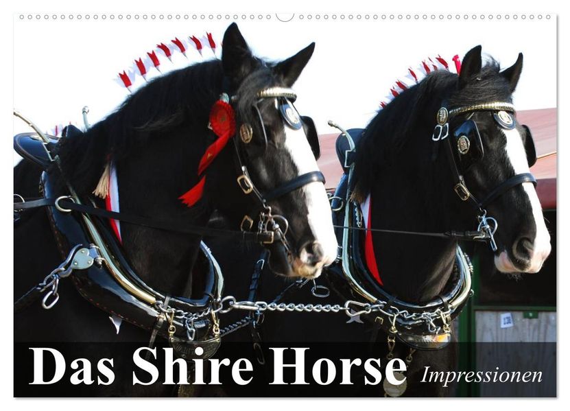 Das Shire Horse. Impressionen (Wandkalender 2027 DIN A2 quer) CALVENDO Monatskalender