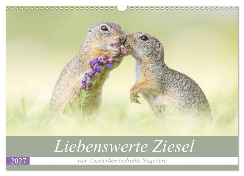 Liebenswerte Ziesel - vom Aussterben bedrohte Nagetiere (Wandkalender 2027 DIN A3 quer) CALVENDO Monatskalender