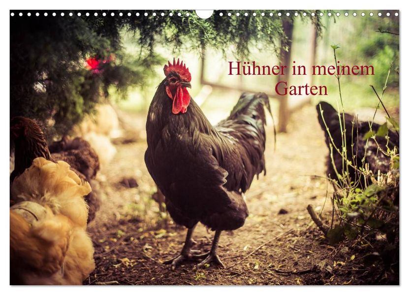 Hühner in meinem Garten (Wandkalender 2027 DIN A3 quer) CALVENDO Monatskalender