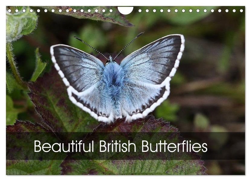 Beautiful British Butterflies (Wall Calendar 2027 DIN A4 landscape) CALVENDO 12 Month Wall Calendar