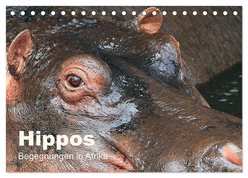 Hippos - Begegnungen in Afrika (Tischkalender 2027 DIN A5 quer) CALVENDO Monatskalender