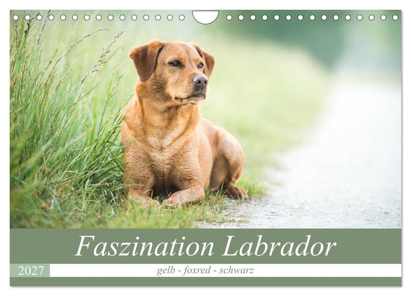 Faszination Labrador - gelb foxred schwarz (Wandkalender 2027 DIN A4 quer) CALVENDO Monatskalender