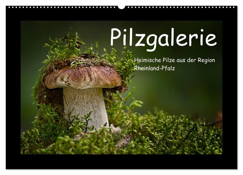 Pilzgalerie - Heimische Pilze aus der Region Rheinland-Pfalz (Wandkalender 2027 DIN A2 quer) CALVENDO Monatskalender