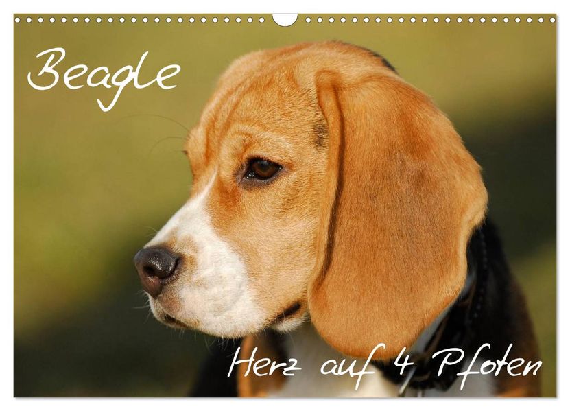Beagle - Herz auf 4 Pfoten (Wandkalender 2027 DIN A3 quer) CALVENDO Monatskalender