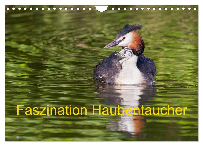 Faszination Haubentaucher (Wandkalender 2027 DIN A4 quer) CALVENDO Monatskalender