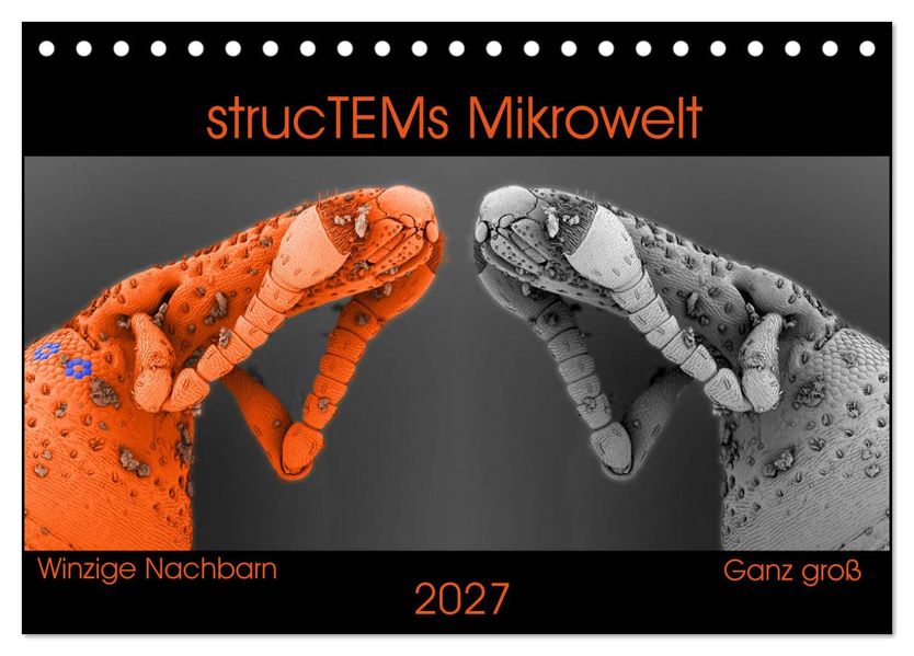 strucTEMs Mikrowelt - Winzige Nachbarn ganz groß (Tischkalender 2027 DIN A5 quer) CALVENDO Monatskalender