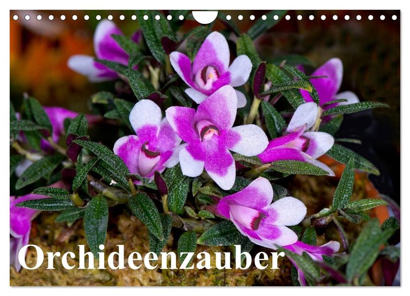Orchideenzauber (Wandkalender 2027 DIN A4 quer) CALVENDO Monatskalender