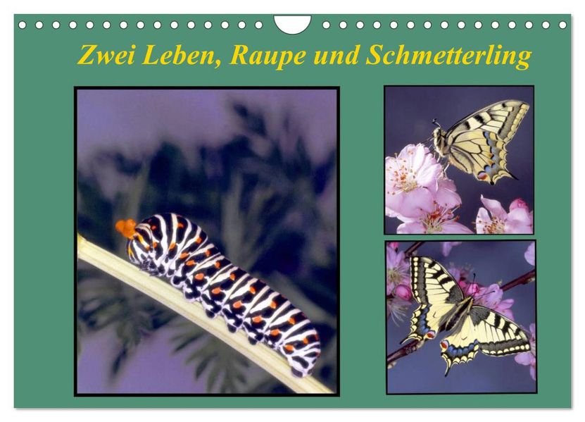 Zwei Leben Raupe und Schmetterling (Wandkalender 2027 DIN A4 quer) CALVENDO Monatskalender