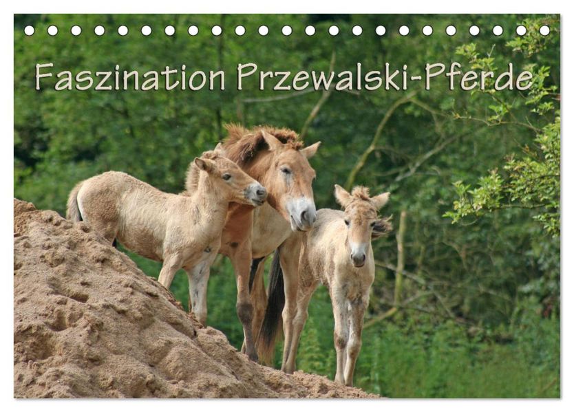Faszination Przewalski-Pferde (Tischkalender 2027 DIN A5 quer) CALVENDO Monatskalender