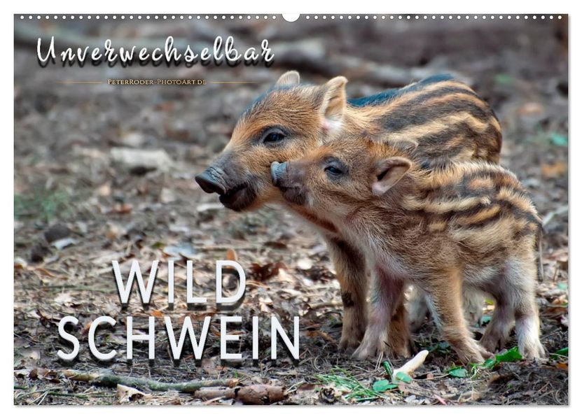 Unverwechselbar - Wildschwein (Wandkalender 2027 DIN A2 quer) CALVENDO Monatskalender