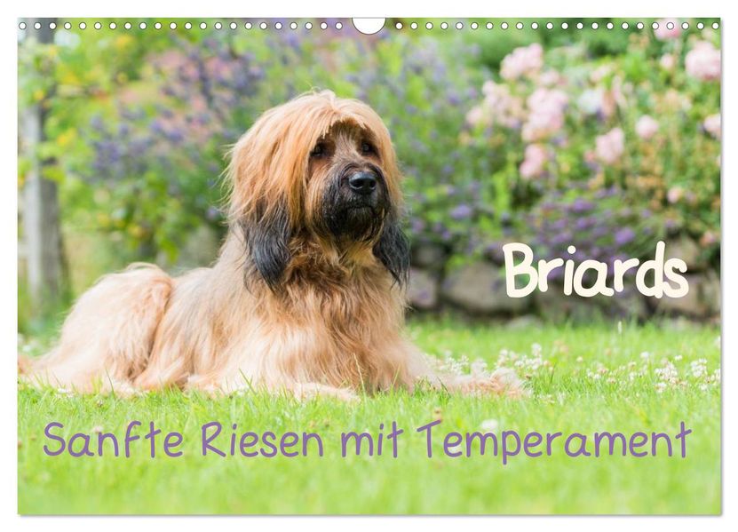 Briards - sanfte Riesen mit Temperament (Wandkalender 2027 DIN A3 quer) CALVENDO Monatskalender