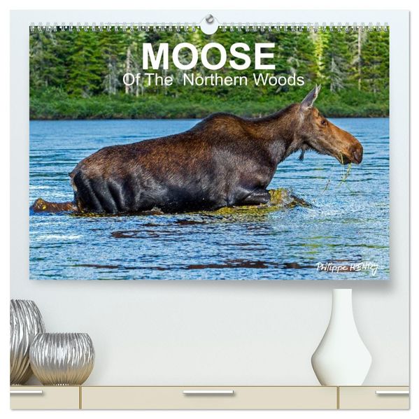 MOOSE Of The Northern Woods (High Quality Premium Wall Calendar 2027 DIN A2 landscape)CALVENDO 12 Month Wall Calendar