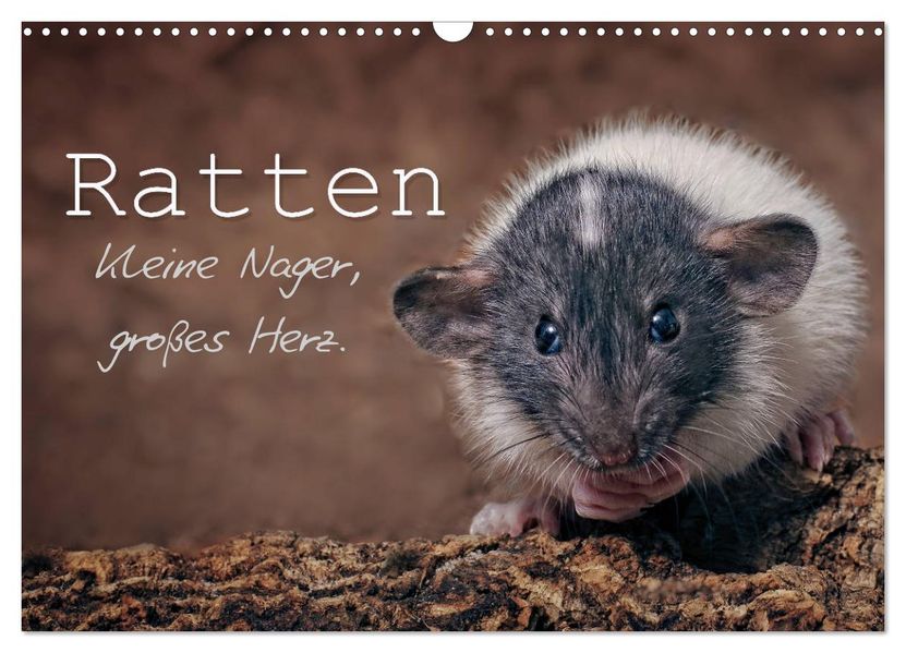 Ratten. Kleine Nager großes Herz. (Wandkalender 2027 DIN A3 quer) CALVENDO Monatskalender