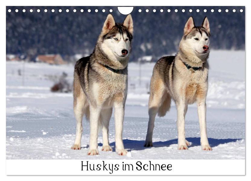 Huskys im Schnee (Wandkalender 2027 DIN A4 quer) CALVENDO Monatskalender