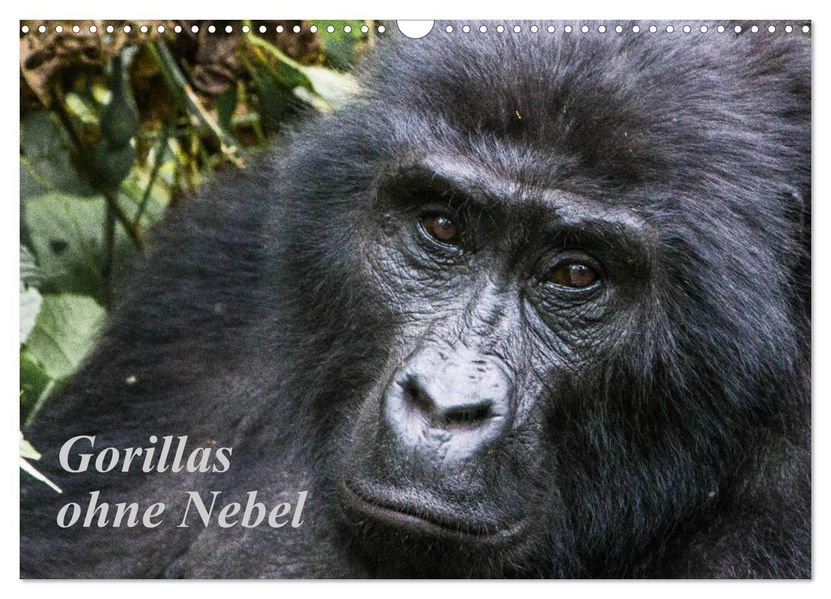 Gorillas ohne Nebel (Wandkalender 2027 DIN A3 quer) CALVENDO Monatskalender