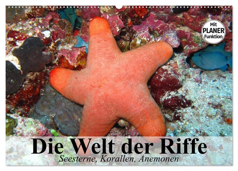 Die Welt der Riffe. Seesterne Korallen Anemonen (Wandkalender 2027 DIN A2 quer) CALVENDO Monatskalender