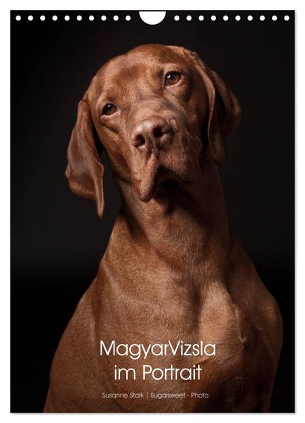 Magyar Vizsla im Portrait (Wandkalender 2027 DIN A4 hoch) CALVENDO Monatskalender