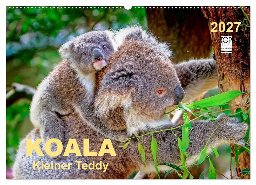 Koala - kleiner Teddy (Wandkalender 2027 DIN A2 quer) CALVENDO Monatskalender