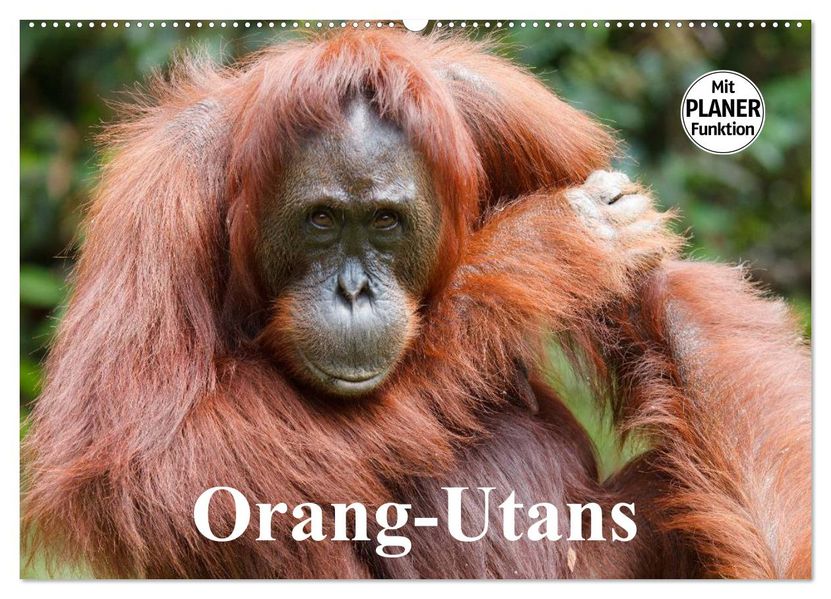 Orang-Utans (Wandkalender 2027 DIN A2 quer) CALVENDO Monatskalender