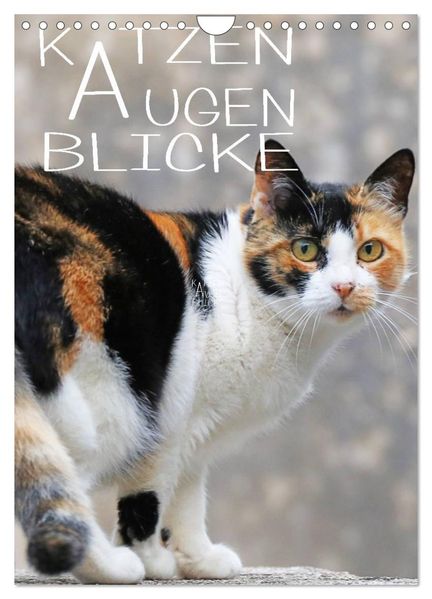 KATZEN AUGEN BLICKE (Wandkalender 2027 DIN A4 hoch) CALVENDO Monatskalender
