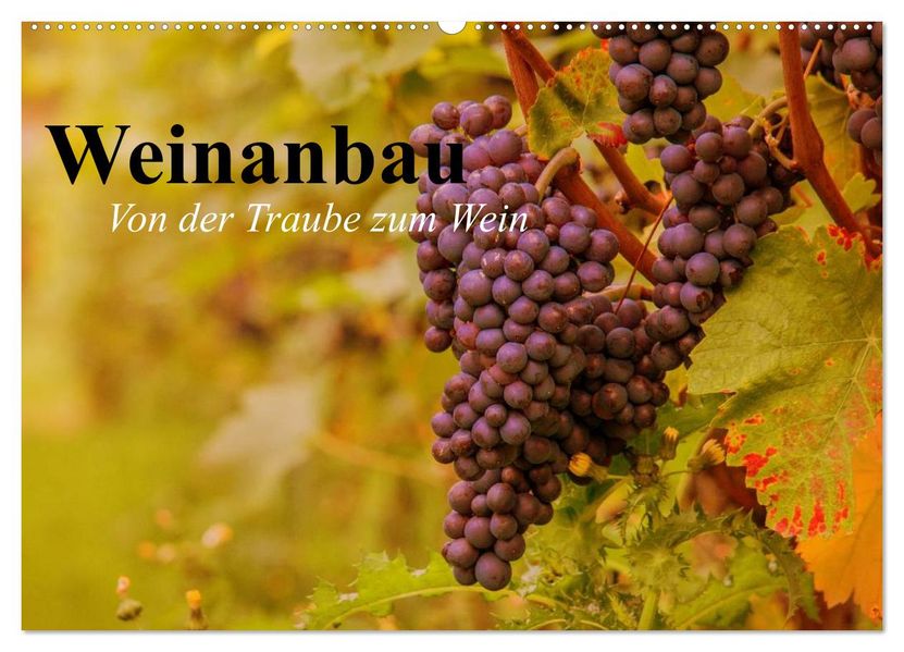 Weinanbau. Von der Traube zum Wein (Wandkalender 2027 DIN A2 quer) CALVENDO Monatskalender