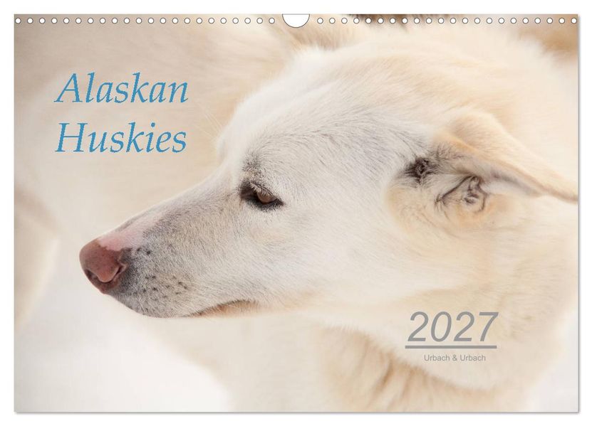 Alaskan Huskies (Wandkalender 2027 DIN A3 quer) CALVENDO Monatskalender