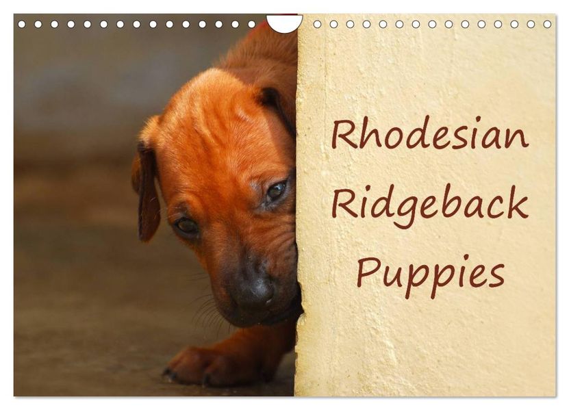 Rhodesian Ridgeback Puppies (Wall Calendar 2027 DIN A4 landscape) CALVENDO 12 Month Wall Calendar