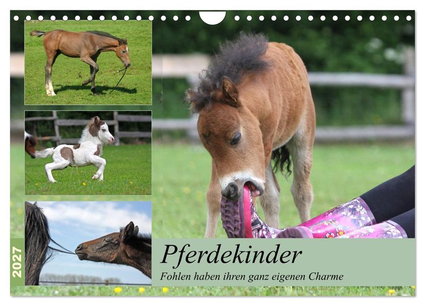 Pferdekinder - Fohlen haben ihren ganz eigenen Charme (Wandkalender 2027 DIN A4 quer) CALVENDO Monatskalender
