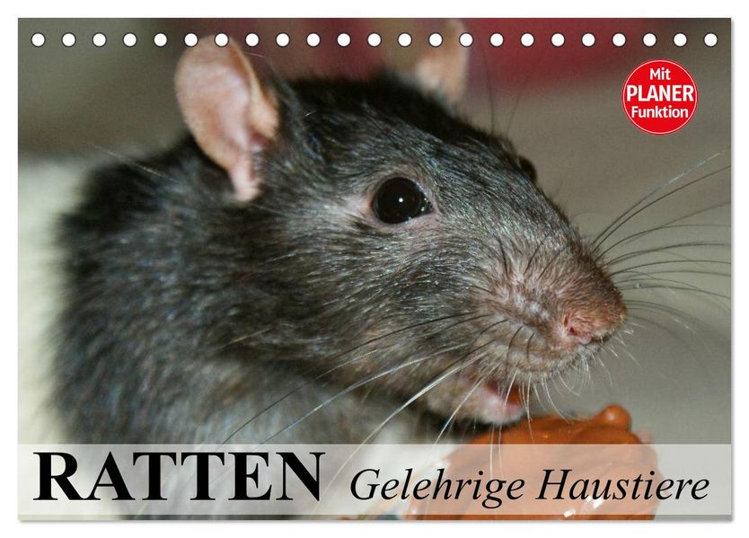 Ratten. Gelehrige Haustiere (Tischkalender 2027 DIN A5 quer) CALVENDO Monatskalender