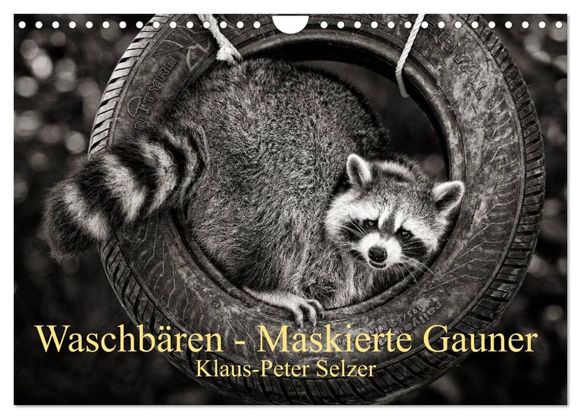 Waschbären - Maskierte Gauner (Wandkalender 2027 DIN A4 quer) CALVENDO Monatskalender