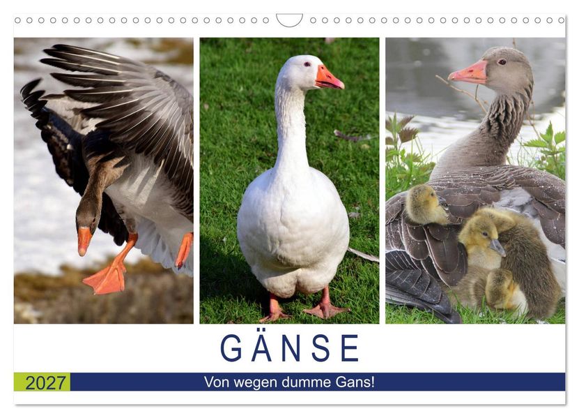Gänse. Von wegen dumme Gans! (Wandkalender 2027 DIN A3 quer) CALVENDO Monatskalender